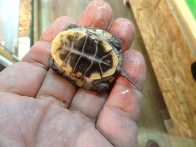 ブランディングタートル(4)