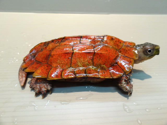 スペングラーヤマガメ(3)