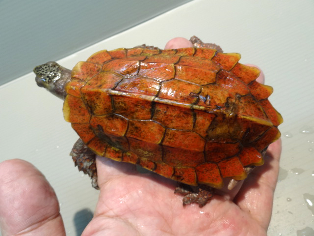 スペングラーヤマガメ(4)