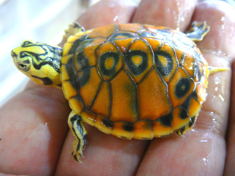 フロリダアカハラガメ(11)