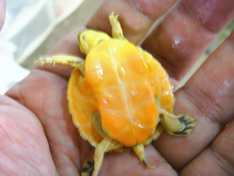 フロリダアカハラガメ(12)