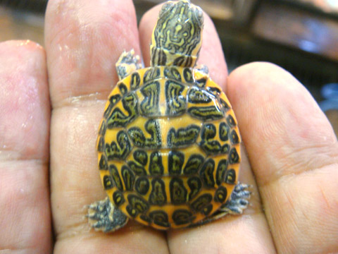 セスジニシキガメ(9)