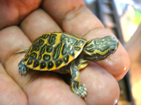 セスジニシキガメ(10)