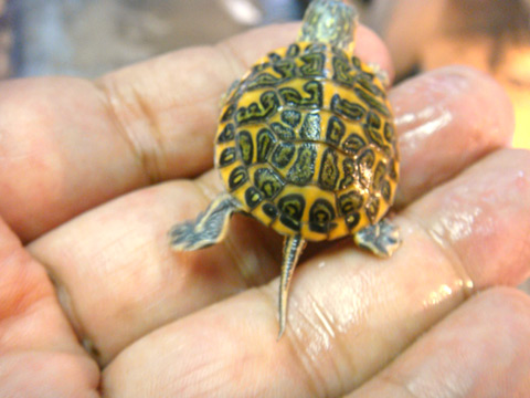 セスジニシキガメ(11)