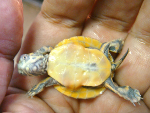 セスジニシキガメ(12)