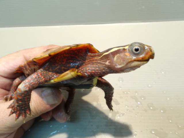 スペングラーヤマガメ(6)