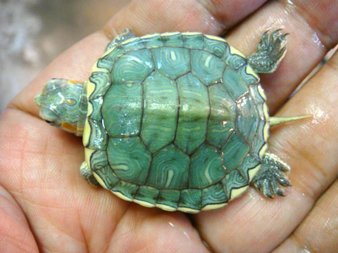 ミシシッピアカミミガメ(9)