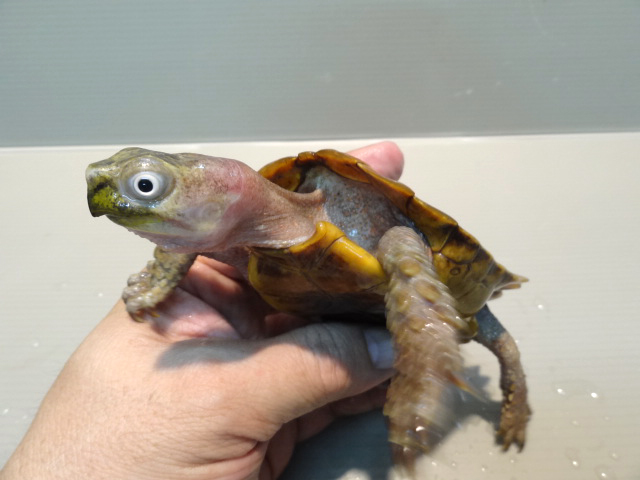 スペングラーヤマガメ(10)