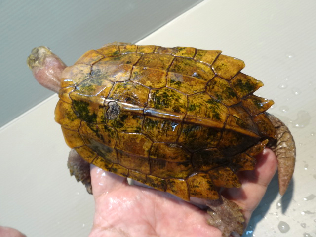 スペングラーヤマガメ(11)