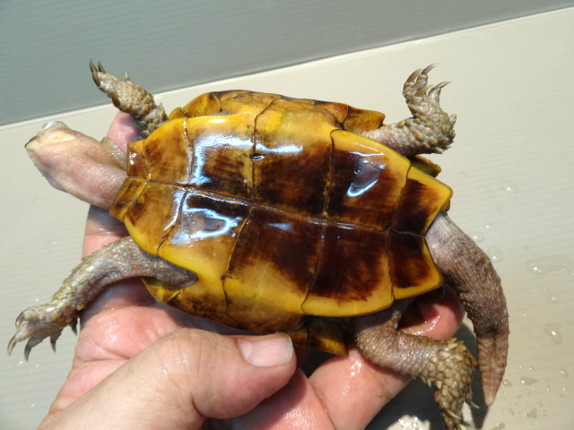 【動物の惑星】★スペングラーヤマガメ（シークレット）★レア 動物の惑星】‼︎入手困難‼︎☆スペングラーヤマガメ
