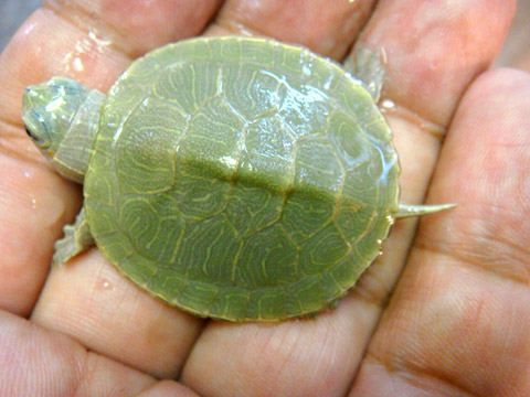 ミシシッピアカミミガメ(10)