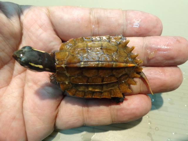 スペングラーヤマガメ(7)
