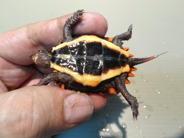 スペングラーヤマガメ(8)