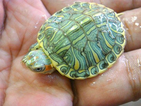 ミシシッピアカミミガメ(11)