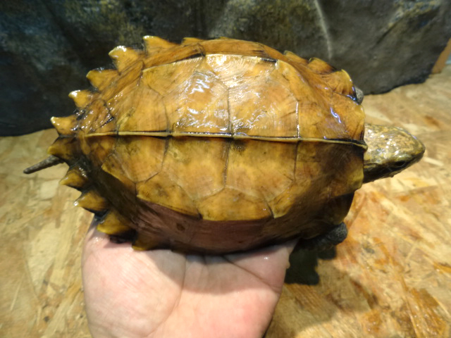 オプストヒラセガメ(8)