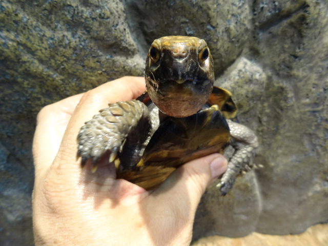 オプストヒラセガメ(9)