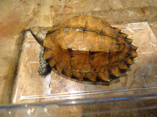 オプストヒラセガメ(10)