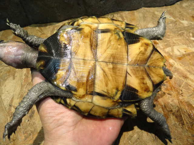 オプストヒラセガメ(11)