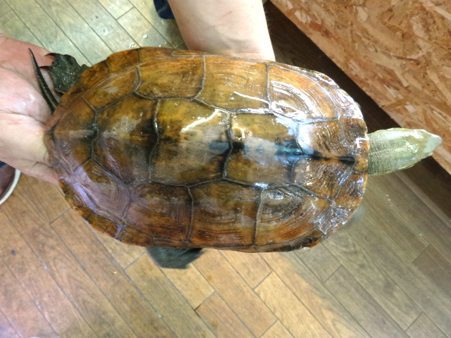 ウンキュウ(1)