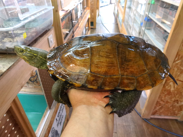 ウンキュウ(2)