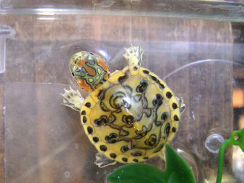 ミシシッピアカミミガメ(7)