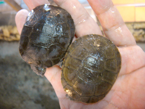 アフリカウスグロハコヨコクビガメ(8)