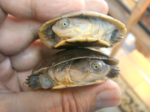 アフリカウスグロハコヨコクビガメ(9)