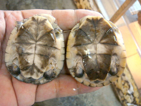 アフリカウスグロハコヨコクビガメ(10)