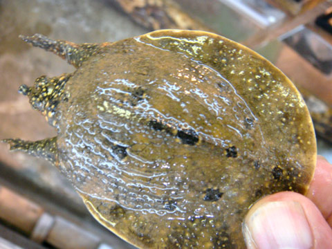 インドシナオオスッポン(1)