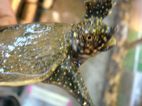 インドシナオオスッポン(3)