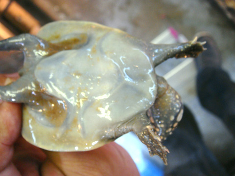 インドシナオオスッポン(4)