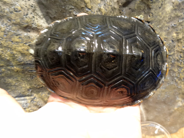 テキサスダイヤモンドバックテラピン(6)