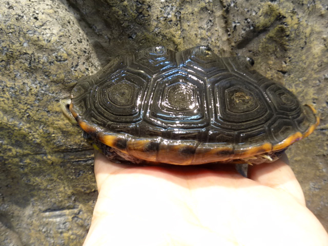 テキサスダイヤモンドバックテラピン(7)