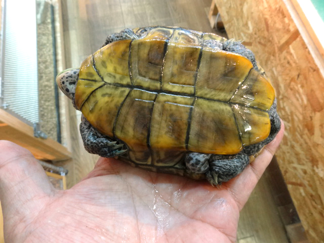 テキサスダイヤモンドバックテラピン(8)