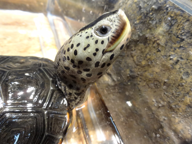 テキサスダイヤモンドバックテラピン(9)