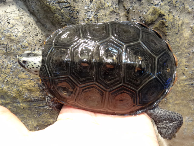 テキサスダイヤモンドバックテラピン(10)