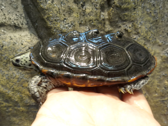 テキサスダイヤモンドバックテラピン(11)