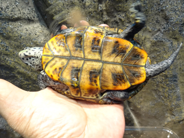 テキサスダイヤモンドバックテラピン(12)