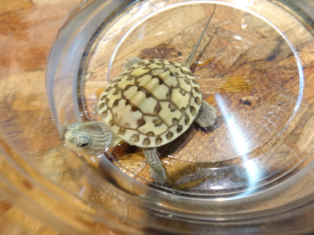 ハナガメ(9)