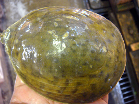 ミナミインドハコスッポン(1)