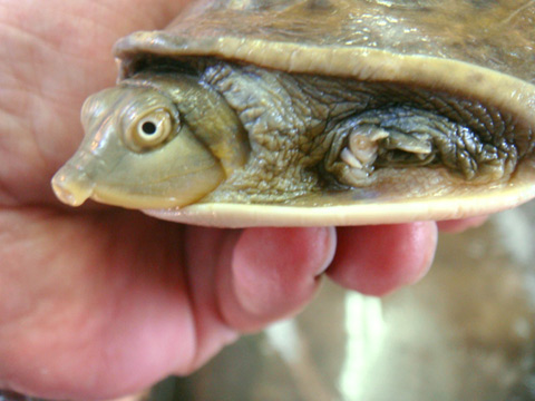 ミナミインドハコスッポン(2)