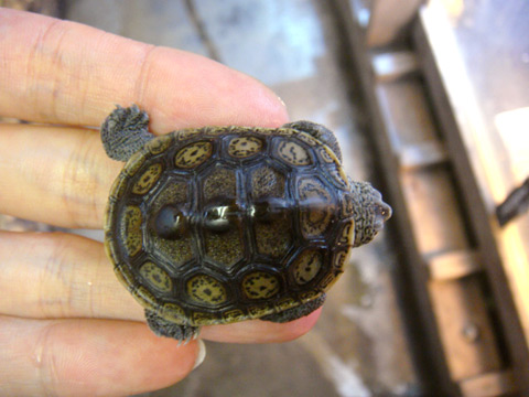 フロリダダイヤモンドバックテラピン(1)