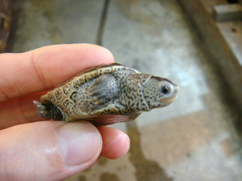 フロリダダイヤモンドバックテラピン(2)