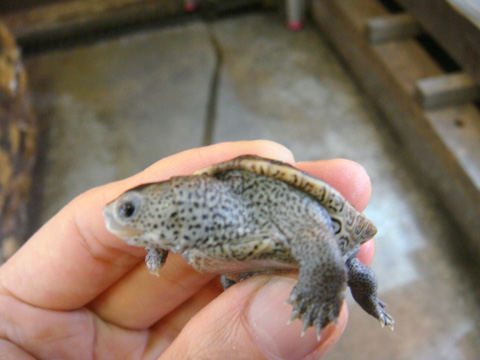 フロリダダイヤモンドバックテラピン(3)