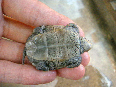 フロリダダイヤモンドバックテラピン(4)