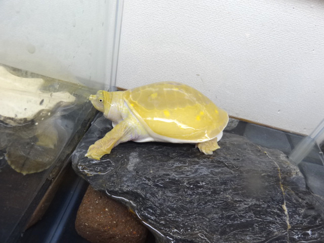 キタインドハコスッポン(9)