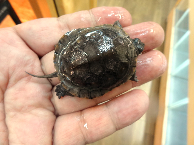 ブランディングタートル(7)