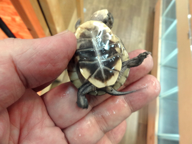 ブランディングタートル(8)