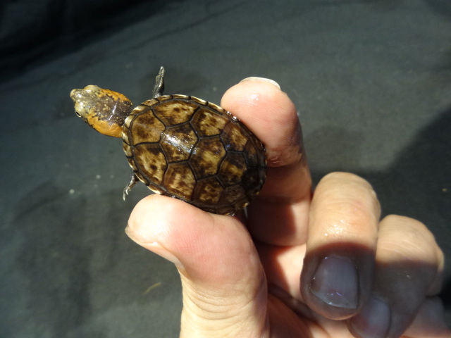 キタシロクチドロガメ(5)