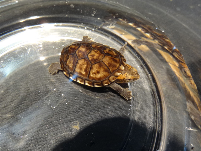 キタシロクチドロガメ(6)
